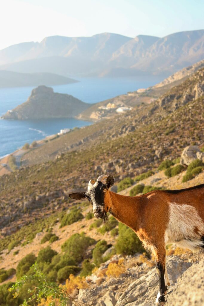 Goat on a rocky hillside overlooking a scenic bay.
